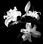 Silvers Flower
