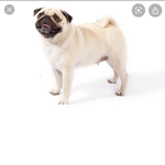 Chicken pugs