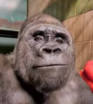 Gorilla Fight
