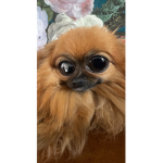 ~{hxzelnut}~