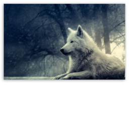 wolf city