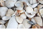 $eashells