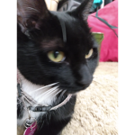 Mittens da cat