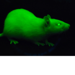 The Green Rats of Roblox