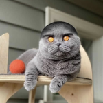 BROSKICATS!!