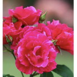 Flower design