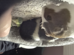 Kayleigh and Guinea pig group