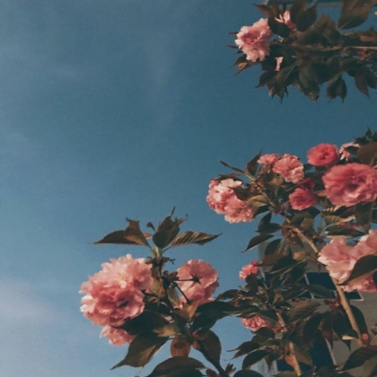 grunge pink flowers Roblox decal