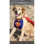 !SuperDogs!