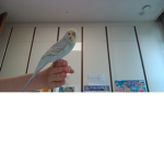 birbengers assemble