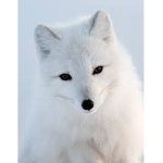 The Arctic Fox Group