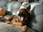 The Puppy123 group