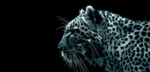 $ilent Phantom$ (Elites)