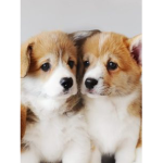 PUPPY GROUPP