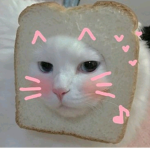 Tin gato