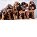 Oskar fan club