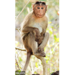 MS Monkey Squad