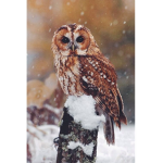 Lia’s owls