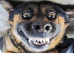 Codmoblie