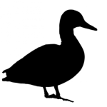 The Ducks of the Crypt