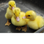 Funi duck #funduck