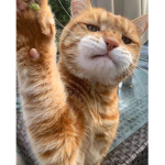 oyen_comel