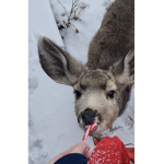 |Snow<Deer|