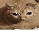 ¿!weirdios?¡