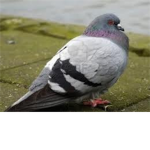 Autistic Pigeons