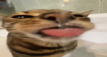 Gato Brigade