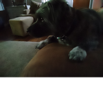 CUTIST PUPPYS ON THE PLANET!!!