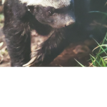 honey badgers united ( not fake )