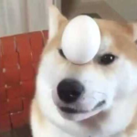 the egg doggo business