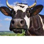 xCute Cow Groupx