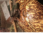 Doge and frogs