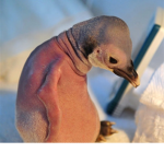 Penguin_Fan_Club