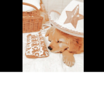 ~<Aloha Dogs>~