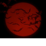 Moonlight_bats