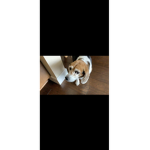 Pup pup away