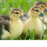 Lil' duckling fan club