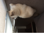 CAT AND KITTENS LOVE