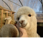 The fluffy llamas