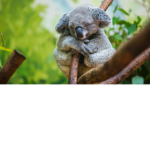 Koala Crew Fam