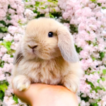 Sweet_Bunnies