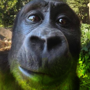 obby tapi kamu adalah gorila bau