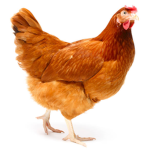 Let’s go chickens