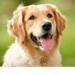 The Dog Fan Group!