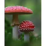 Mushroom attire