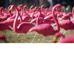 MyFlamingofamily