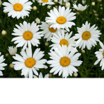 Daisyyyy Squaddd